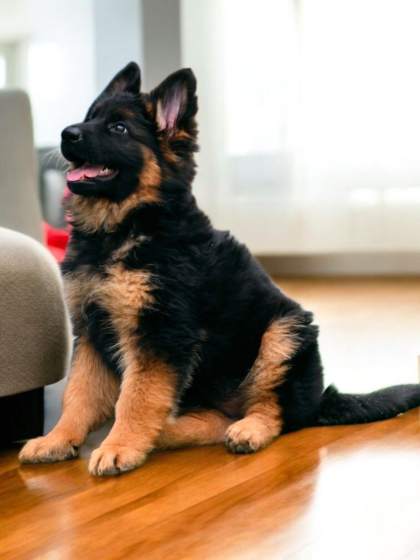 Довгошерстна дівчинка німецької вівчарки