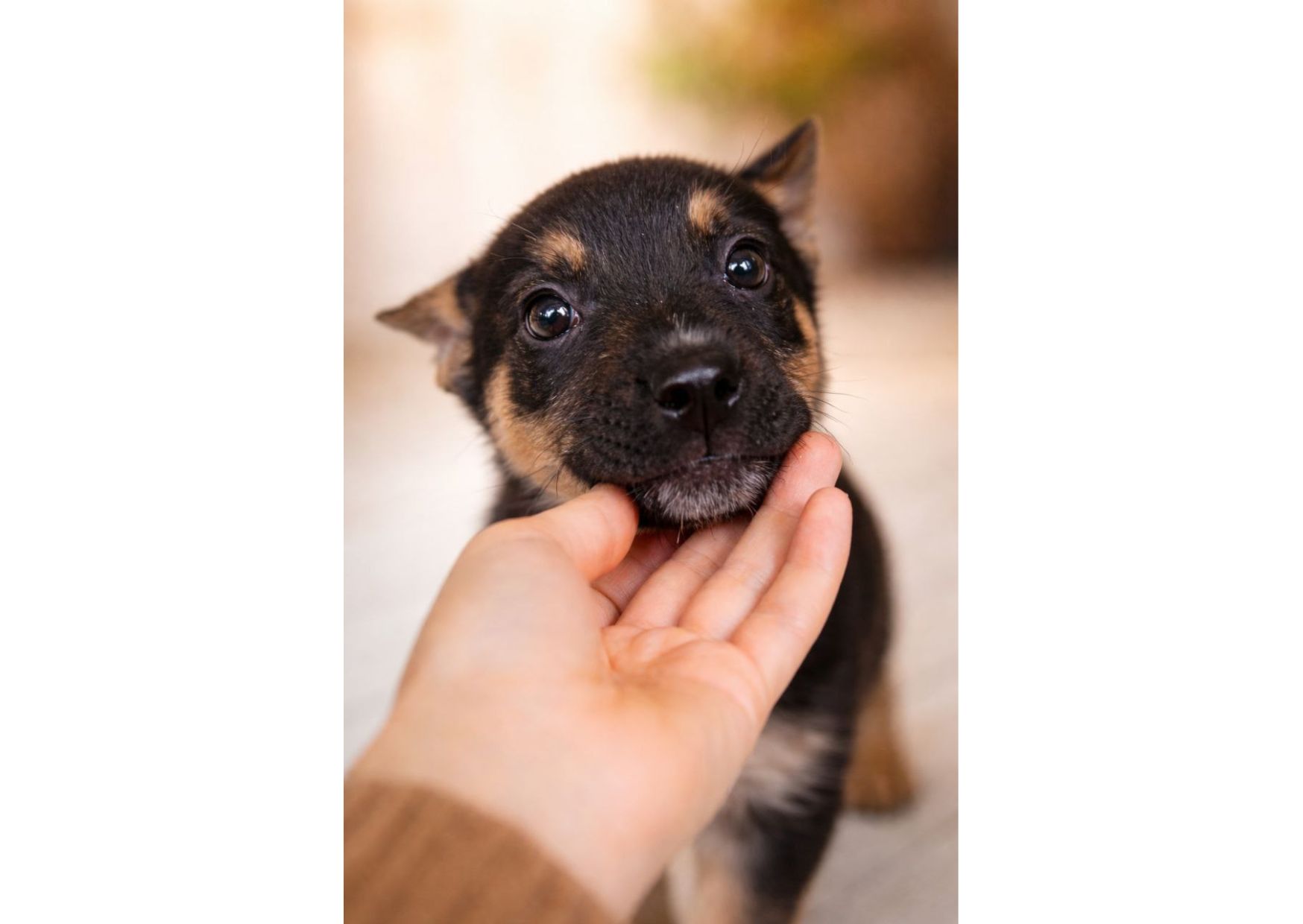 Терміново! Шукаємо перетримку, або відразу дім для чарівних малят 🤞🏻