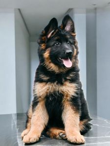 Довгошерстна дівчинка німецької вівчарки