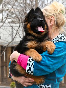 Довгошерстна дівчинка німецької вівчарки