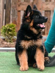 Довгошерстна дівчинка німецької вівчарки