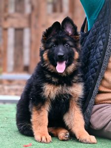 Довгошерстна дівчинка німецької вівчарки