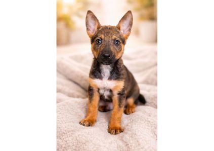 Терміново! Шукаємо перетримку, або відразу дім для чарівних малят 🤞🏻