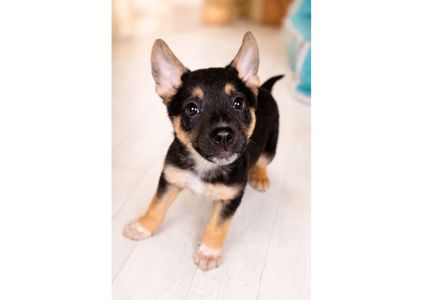 Терміново! Шукаємо перетримку, або відразу дім для чарівних малят 🤞🏻