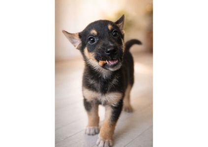 Терміново! Шукаємо перетримку, або відразу дім для чарівних малят 🤞🏻