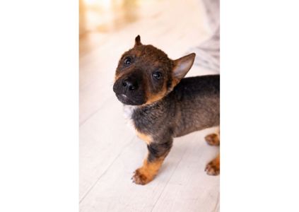 Терміново! Шукаємо перетримку, або відразу дім для чарівних малят 🤞🏻