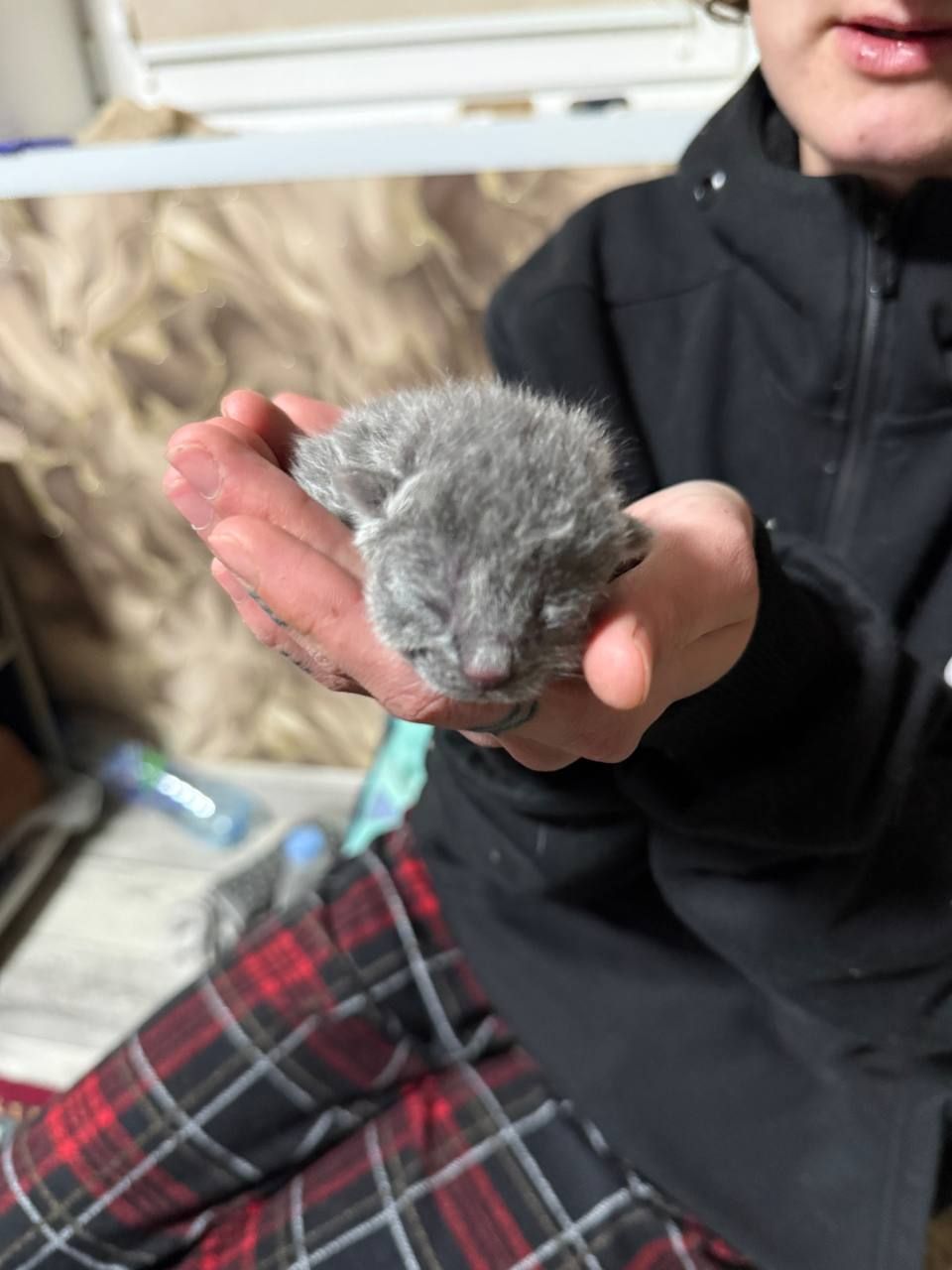 Кошенята без породи