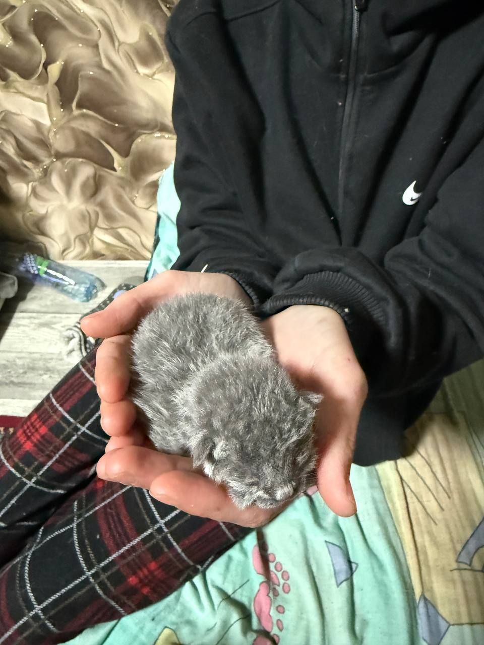 Кошенята без породи