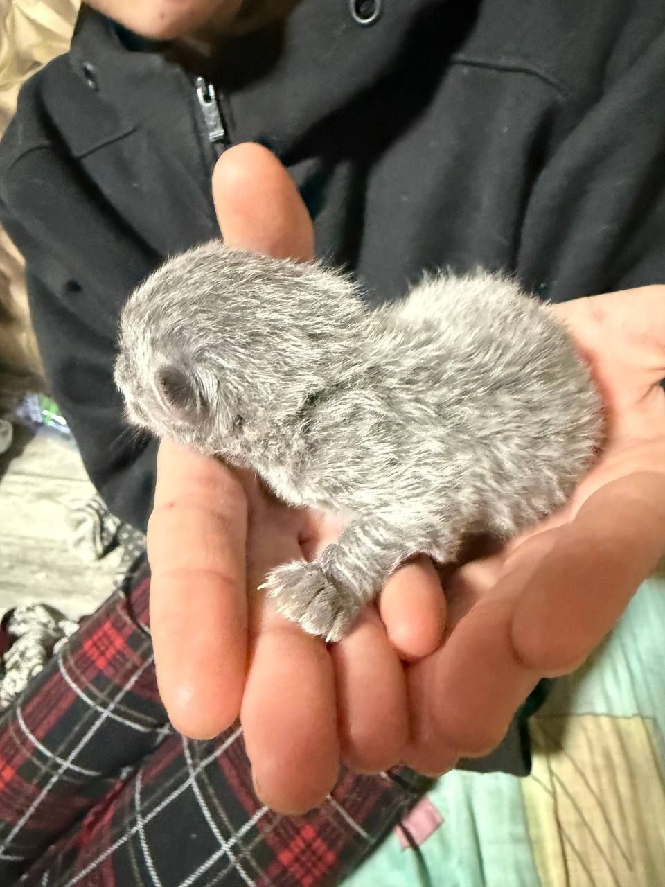 Кошенята без породи