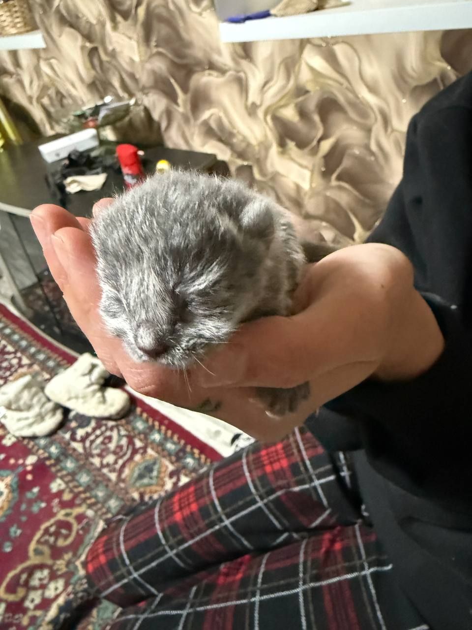 Кошенята без породи