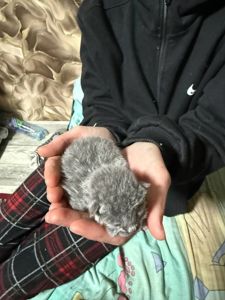 Кошенята без породи