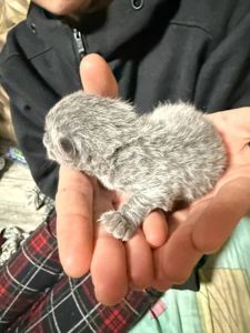 Кошенята без породи