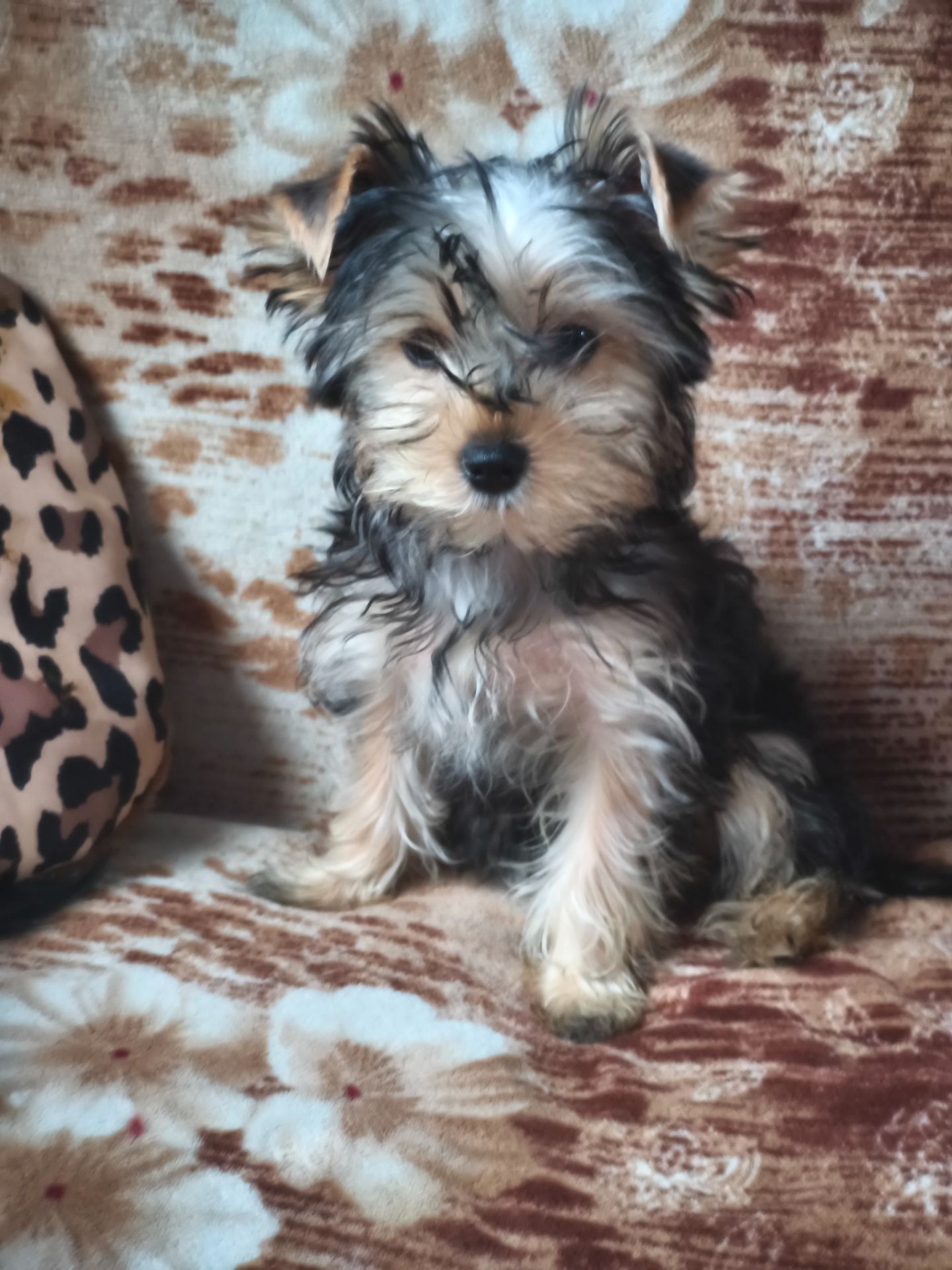 Йорік дівчинка остання