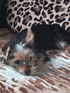 Йорік дівчинка остання