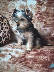 Йорік дівчинка остання