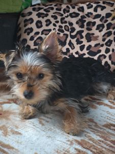 Йорік дівчинка остання