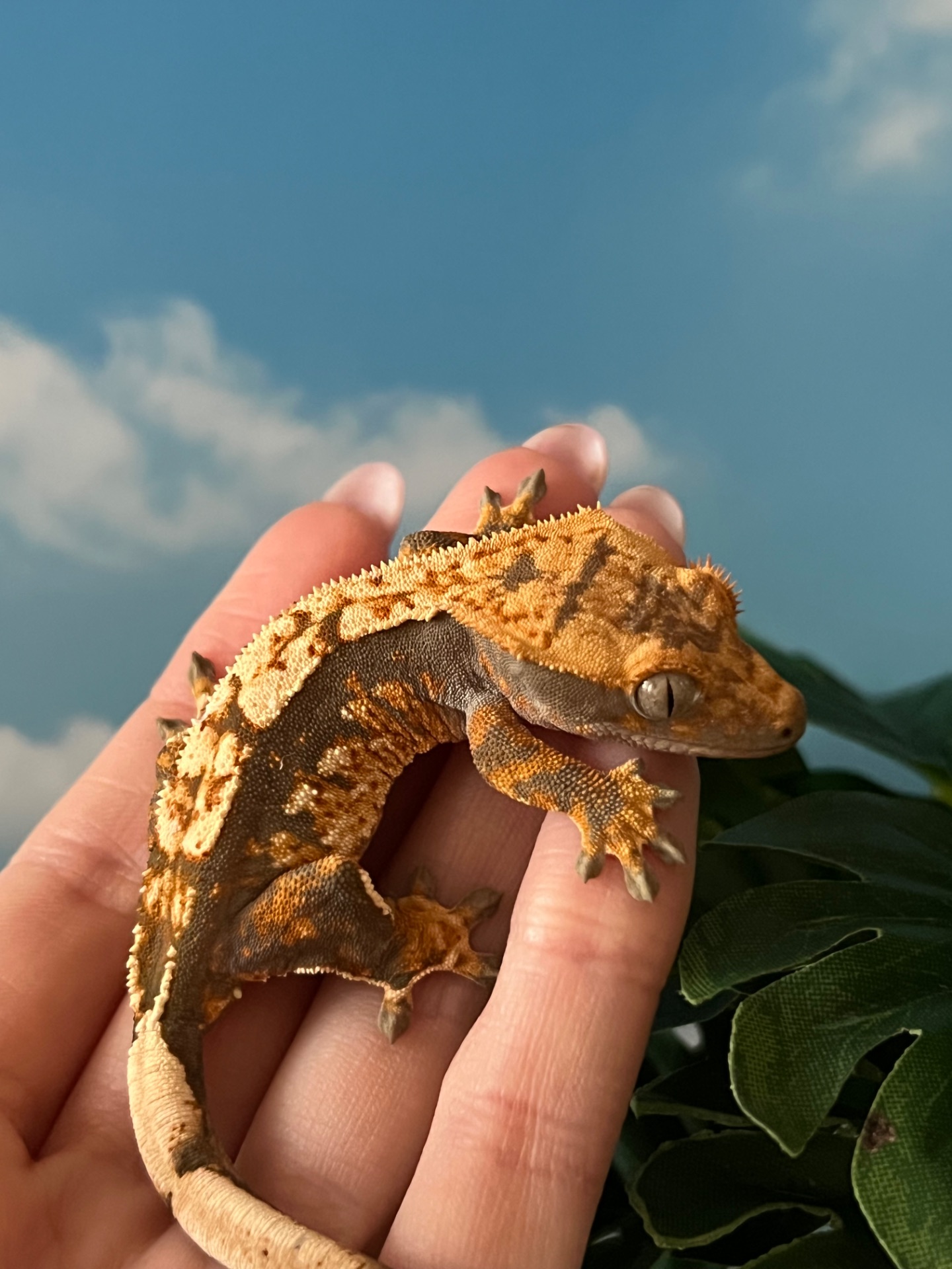 Гекон бананоїд, війчастий гекон, ящірка