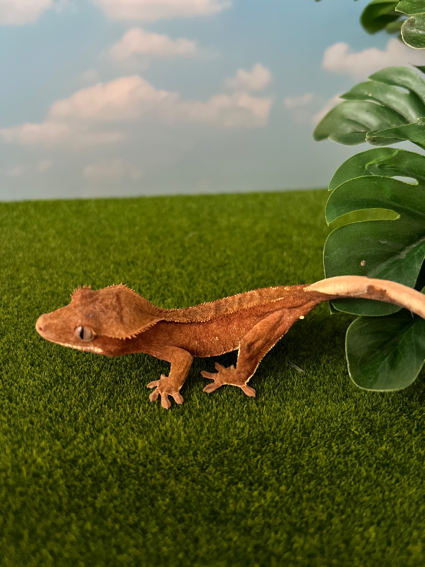 Гекон бананоїд, війчастий гекон, ящірка