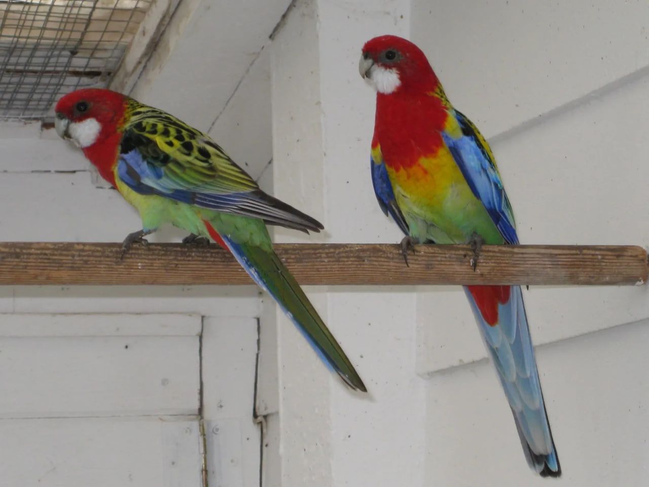 Червона розелла папуга пташенята