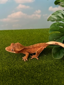 Гекон бананоїд, війчастий гекон, ящірка