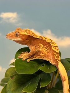 Гекон бананоїд, війчастий гекон, ящірка