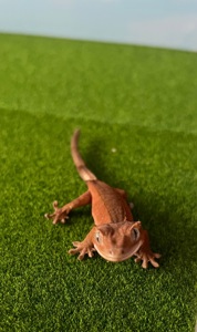 Гекон бананоїд, війчастий гекон, ящірка