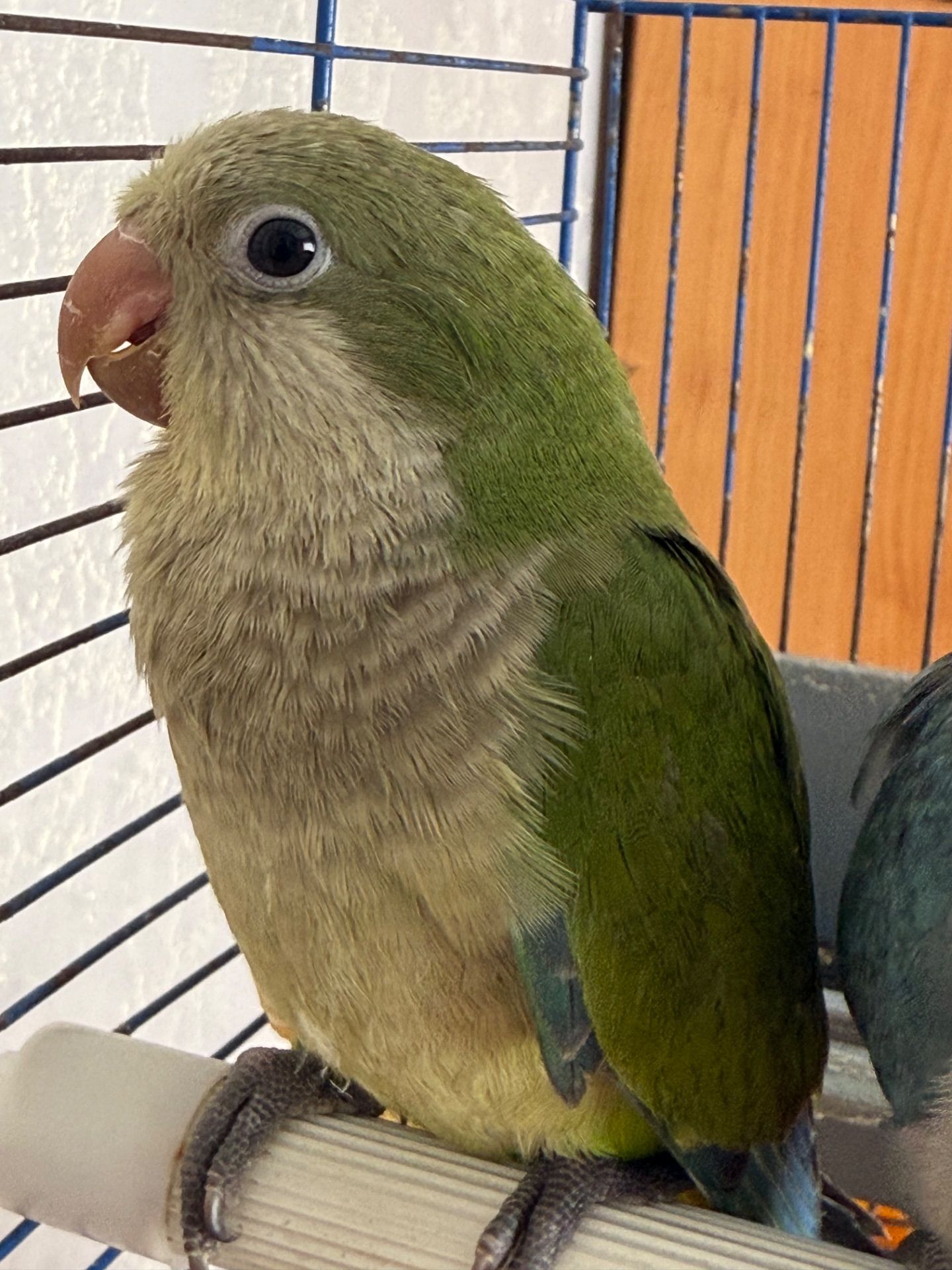 Монах каліта квакер