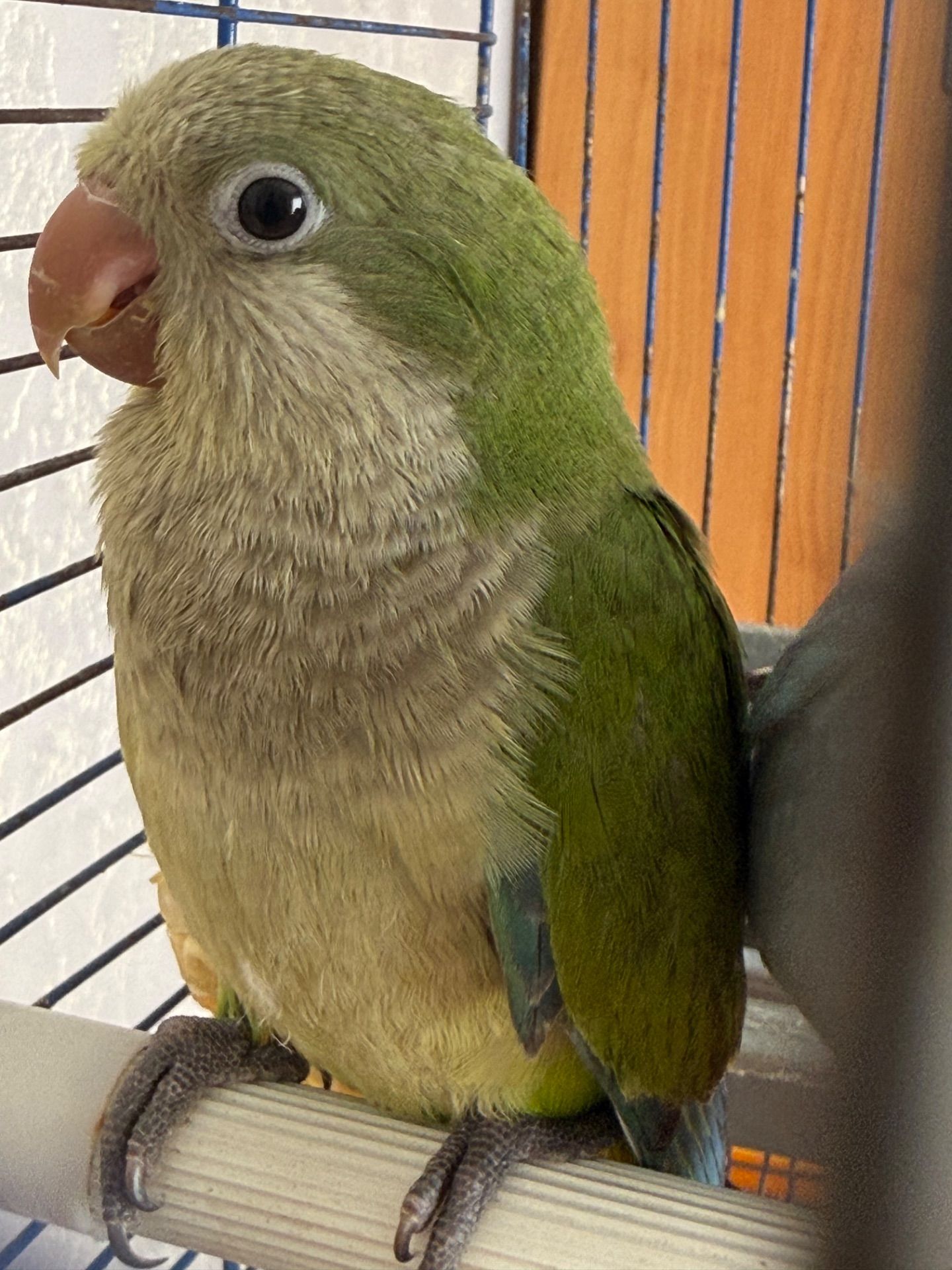 Монах каліта квакер