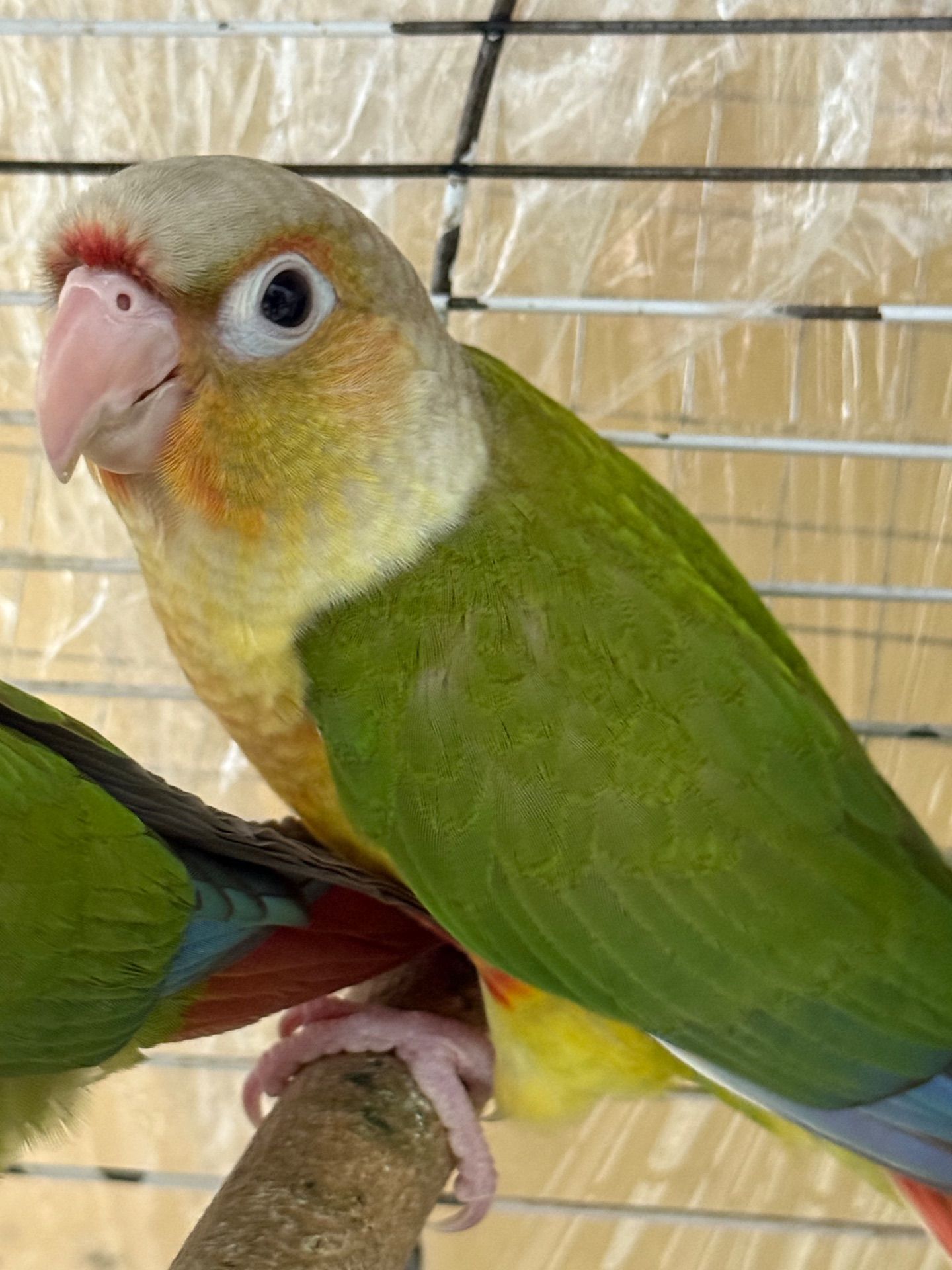 Мальки піррура