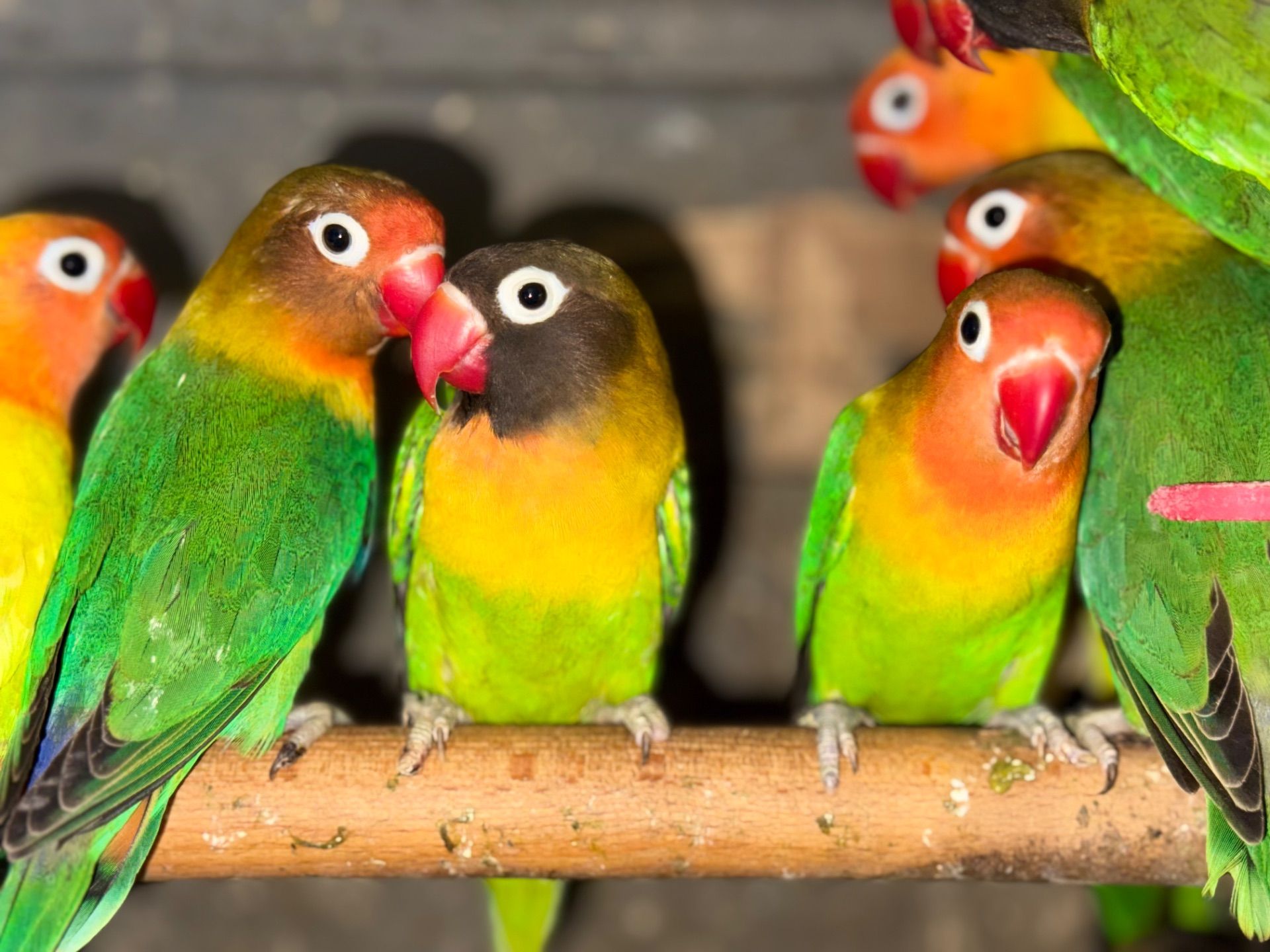 Яскраві папуги нерозлучники з червоним дзьобом