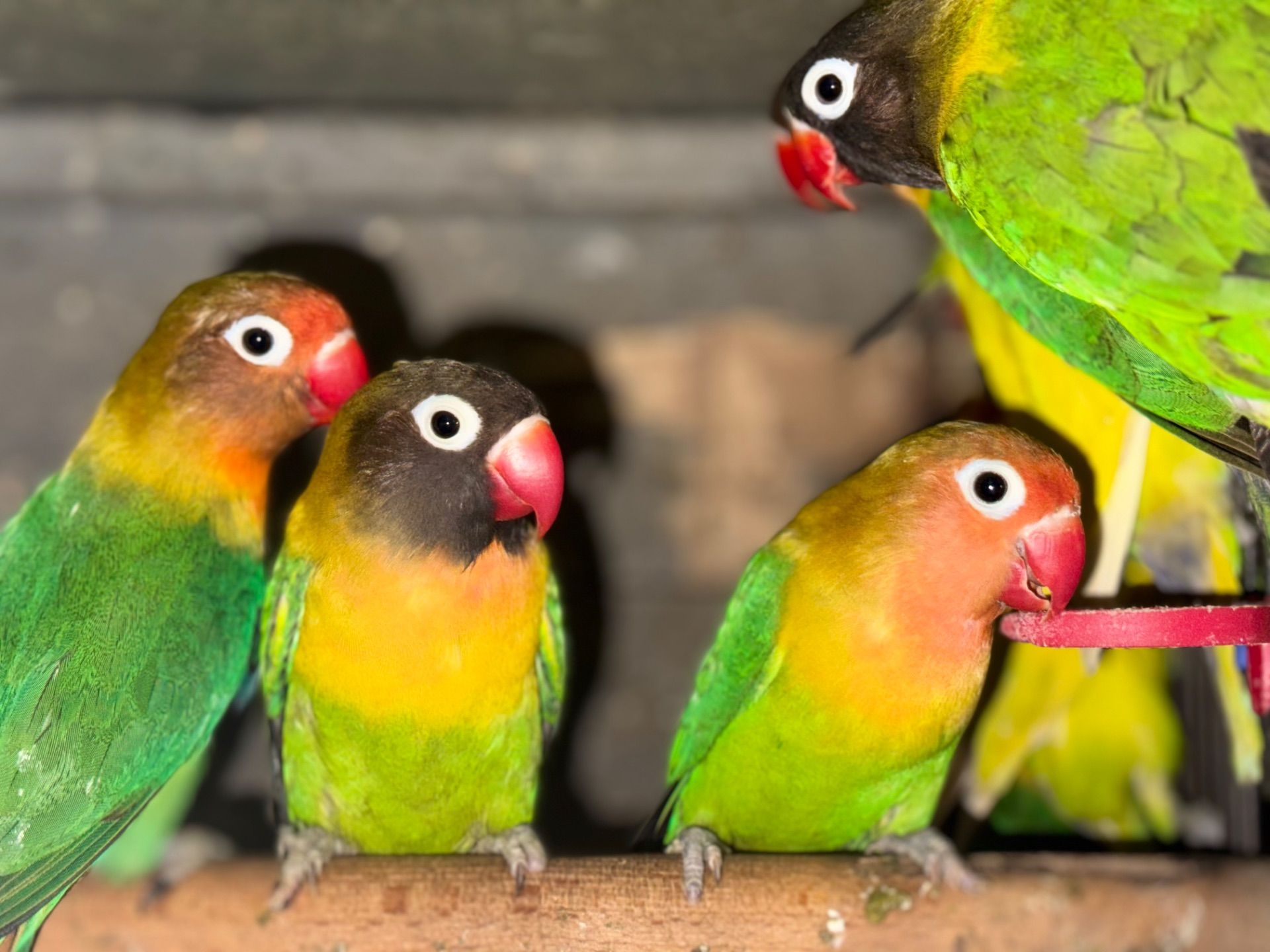 Яскраві папуги нерозлучники з червоним дзьобом