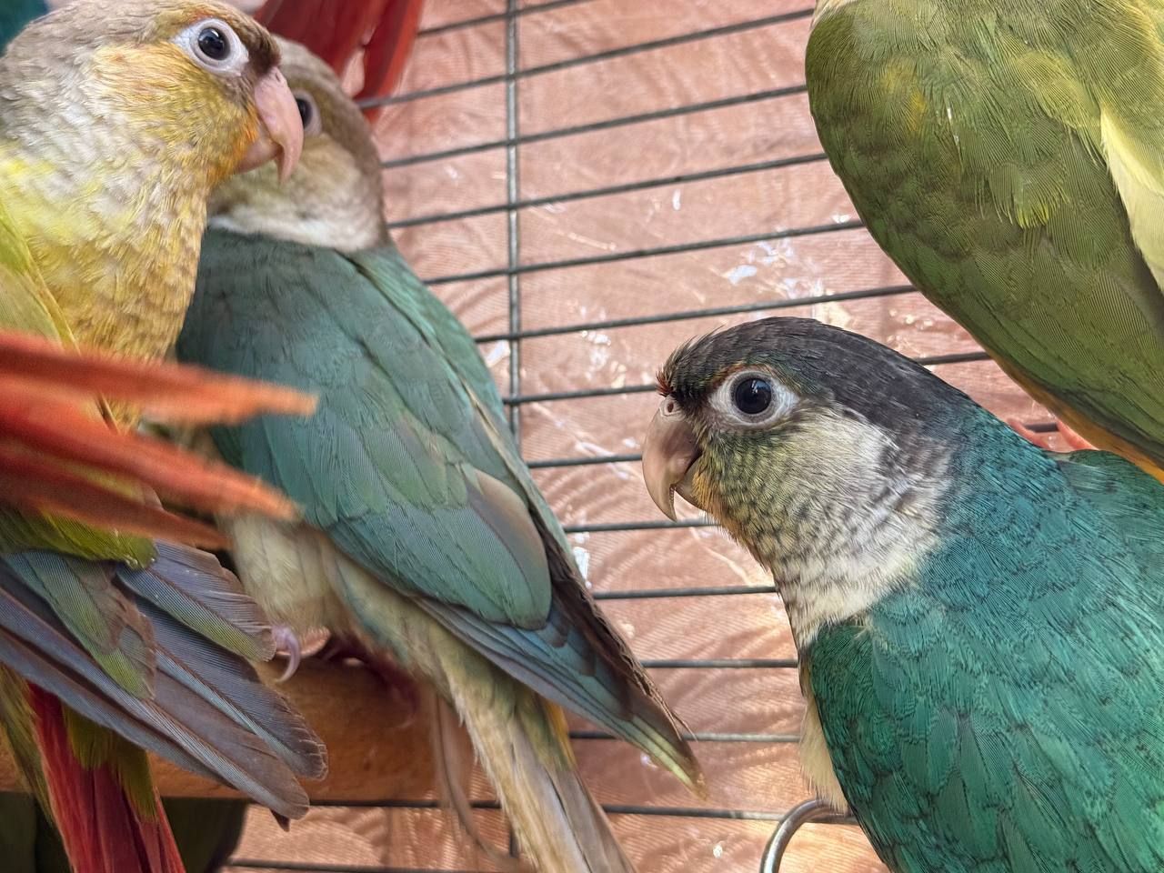 Мальки піррура