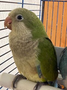 Монах каліта квакер