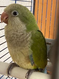 Монах каліта квакер