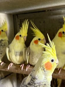 Ручні папуги Корелла пташенята