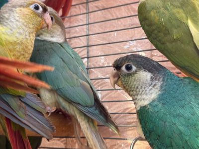 Мальки піррура