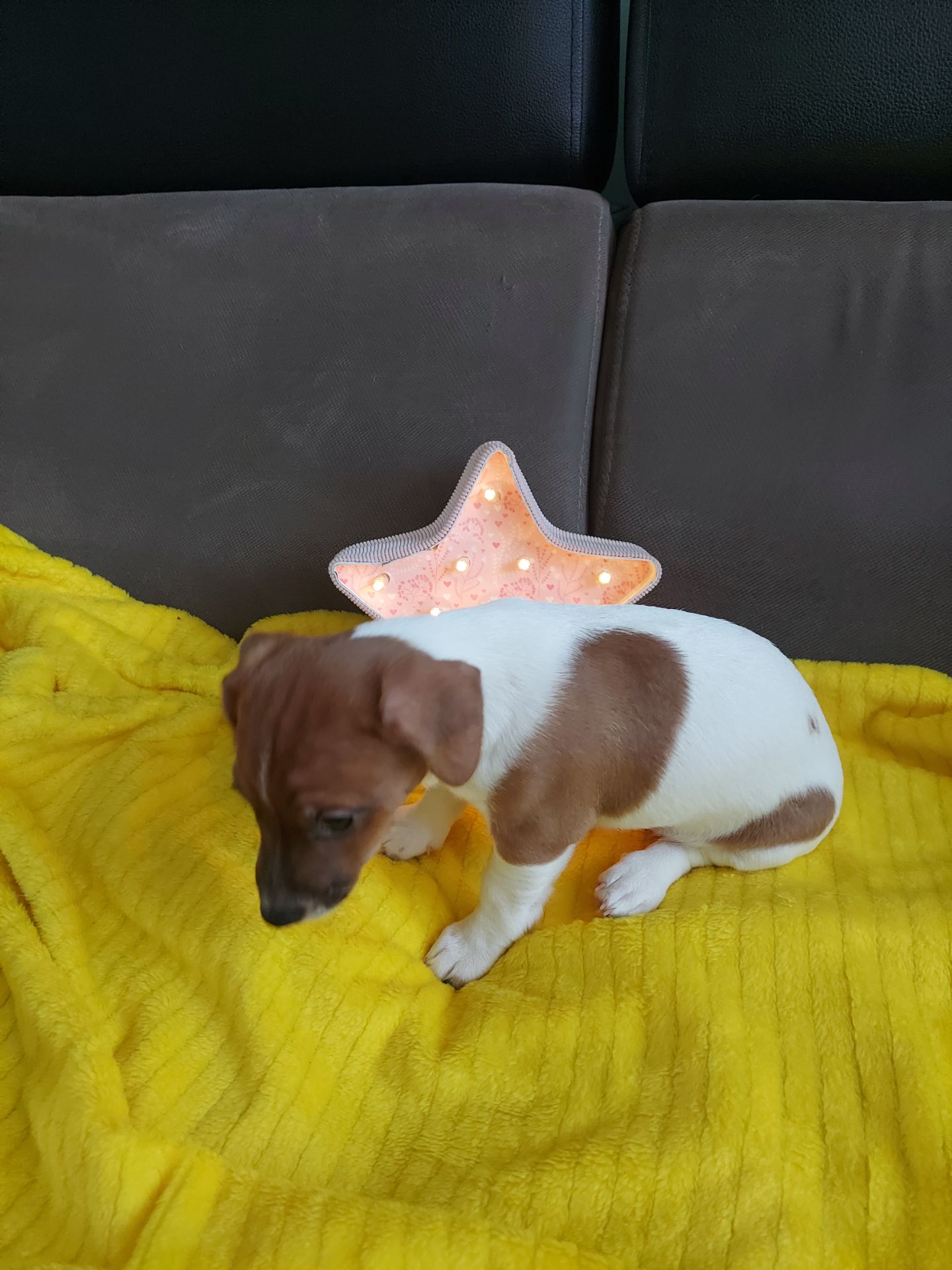 Цуценята Джек рассел терєр з документами