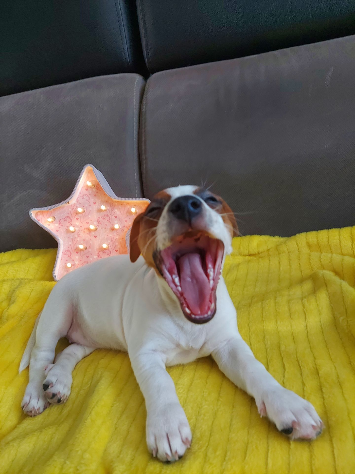 Цуценята Джек рассел терєр з документами