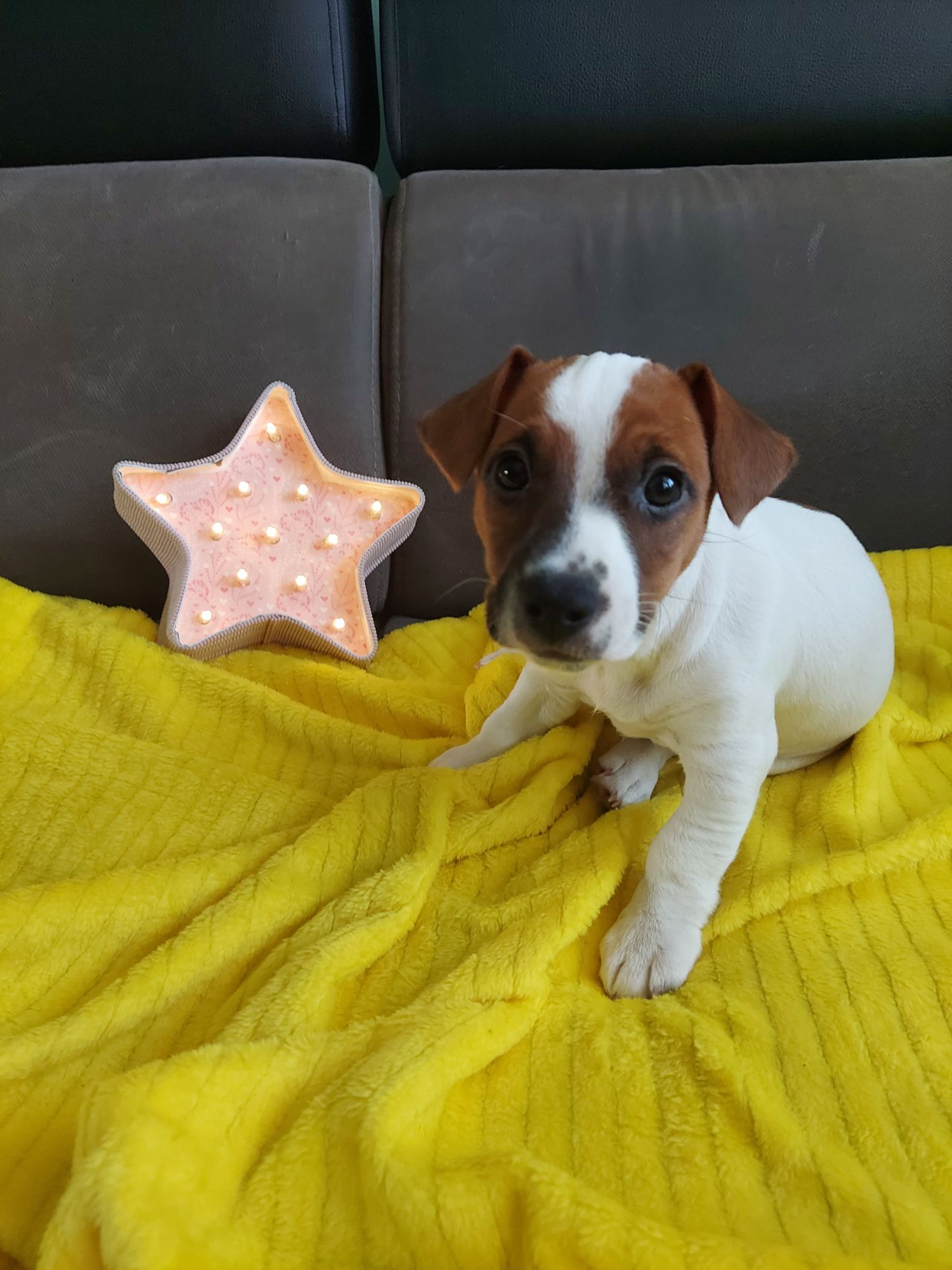 Цуценята Джек рассел терєр з документами