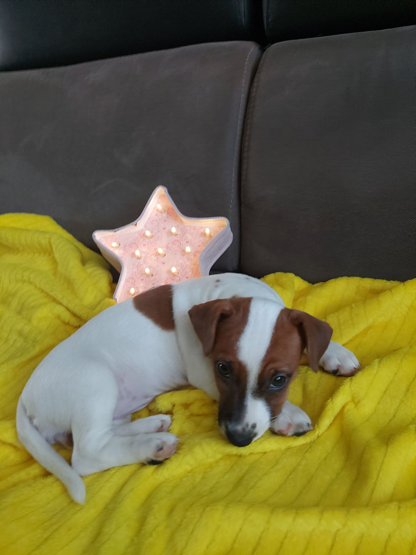 Цуценята Джек рассел терєр з документами