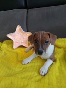 Цуценята Джек рассел терєр з документами