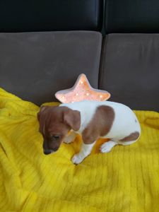 Цуценята Джек рассел терєр з документами