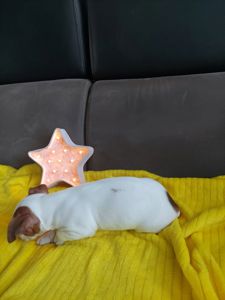 Цуценята Джек рассел терєр з документами