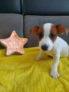 Цуценята Джек рассел терєр з документами