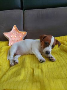 Цуценята Джек рассел терєр з документами