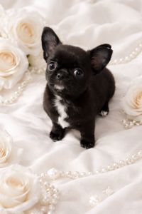 VIP красотки!