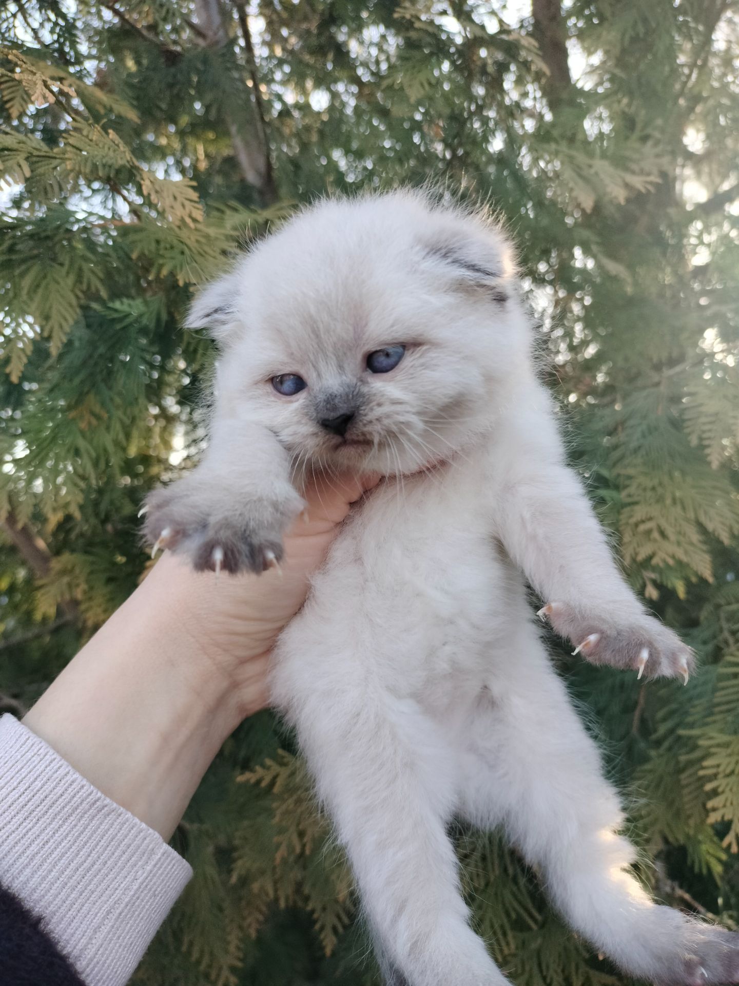 Шотландська весловуха дівчинка