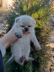 Шотландська весловуха дівчинка