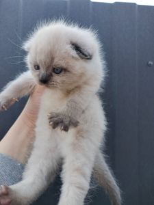 Шотландська весловуха дівчинка