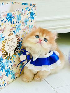 Британська золота шиншилла